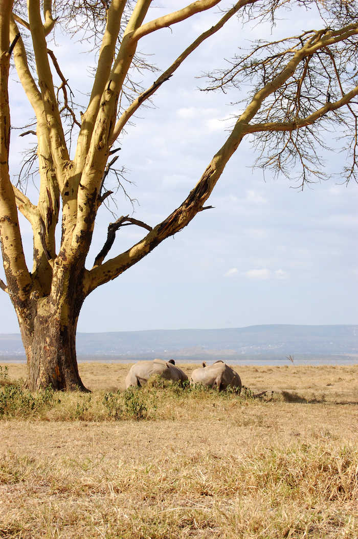 Weiße Nashörner im Nakuru Nationalpark