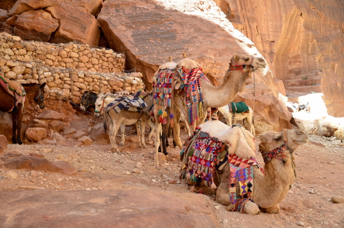 Kamele der Beduinen in Wadi Rum in Jordanien