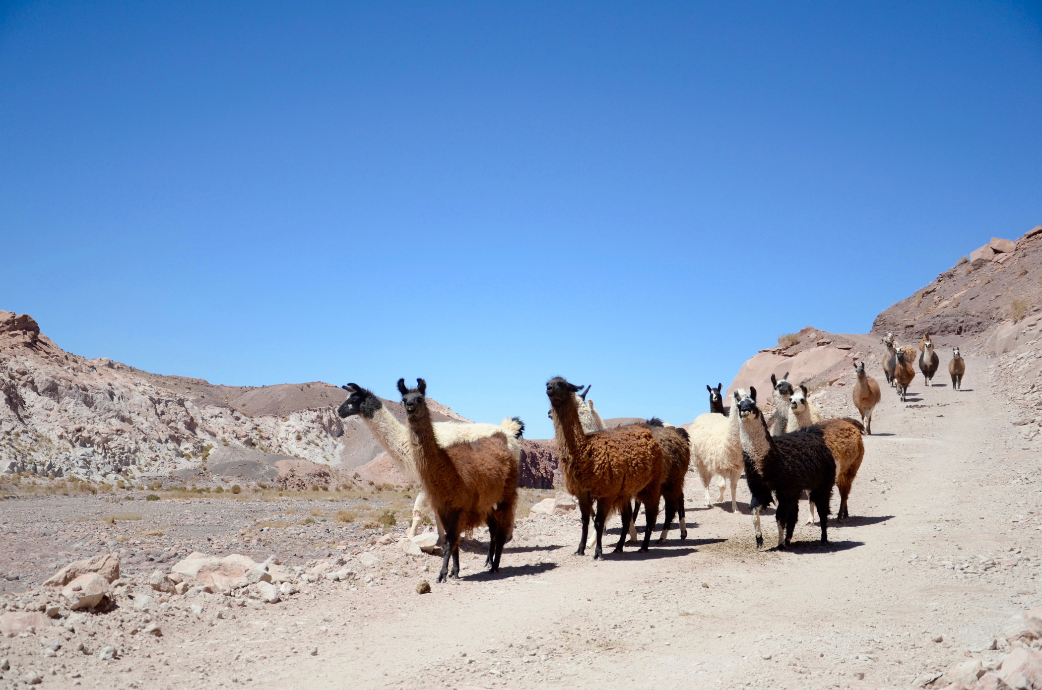 Sehenswürdigkeiten Chile wie Lamas in der Atacama