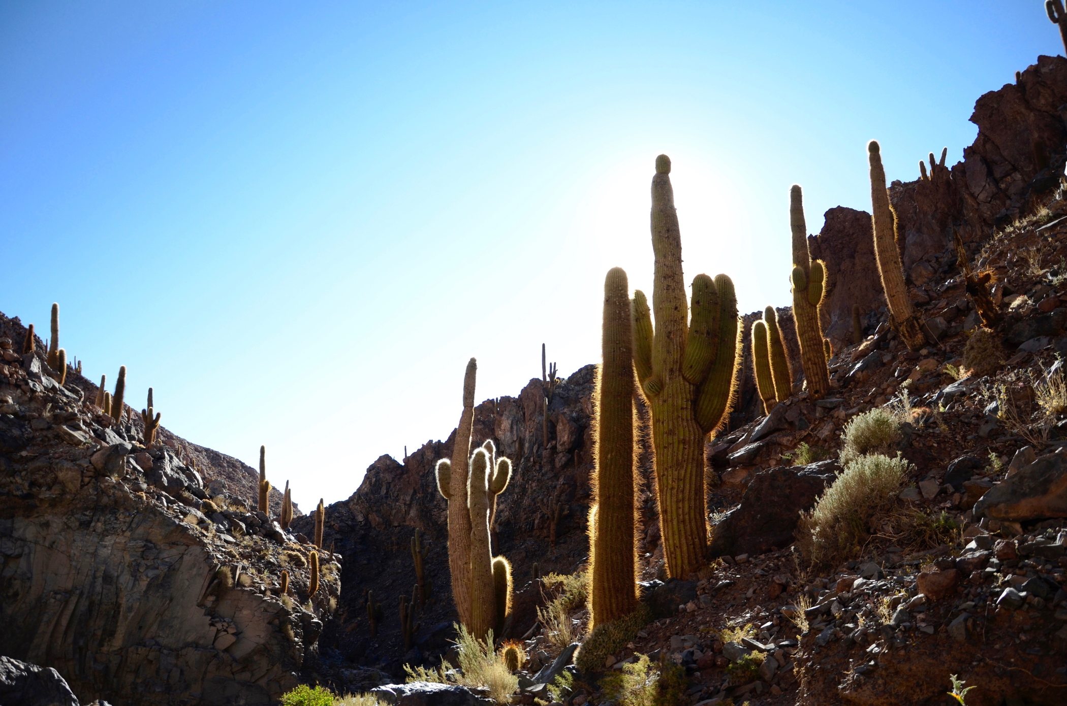 Sehenswürdigkeiten Chile wie das Kaktus Tal