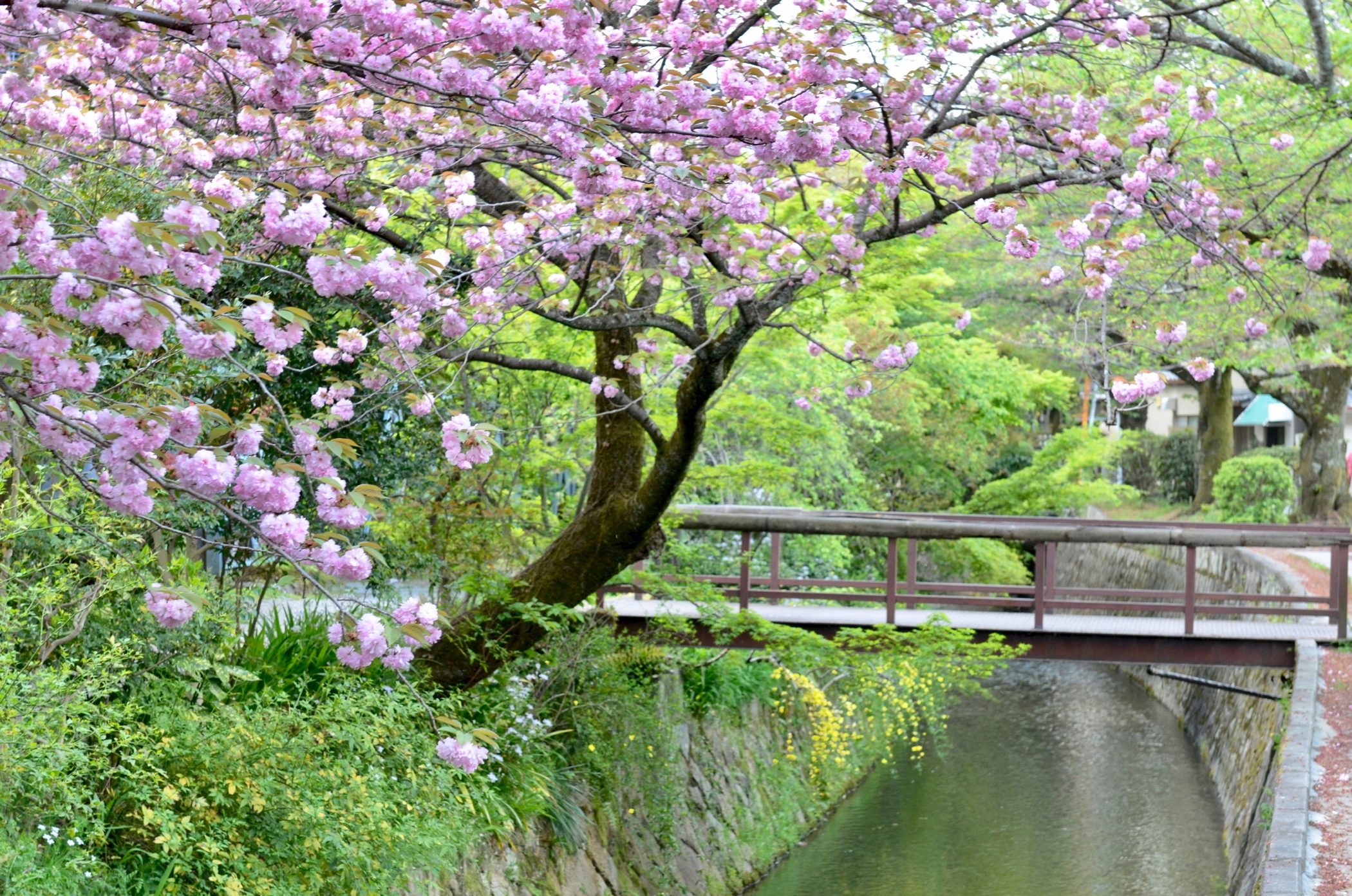 Kirschblüte in Kyoto nahe des Four Seasons Kyoto